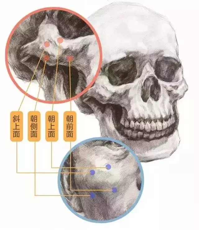 画好头骨相关知识点